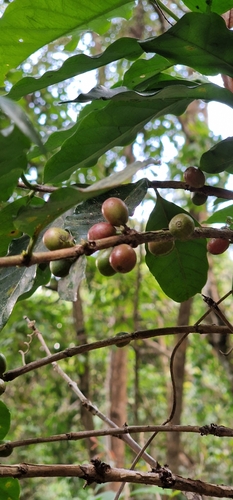 Foto de Café