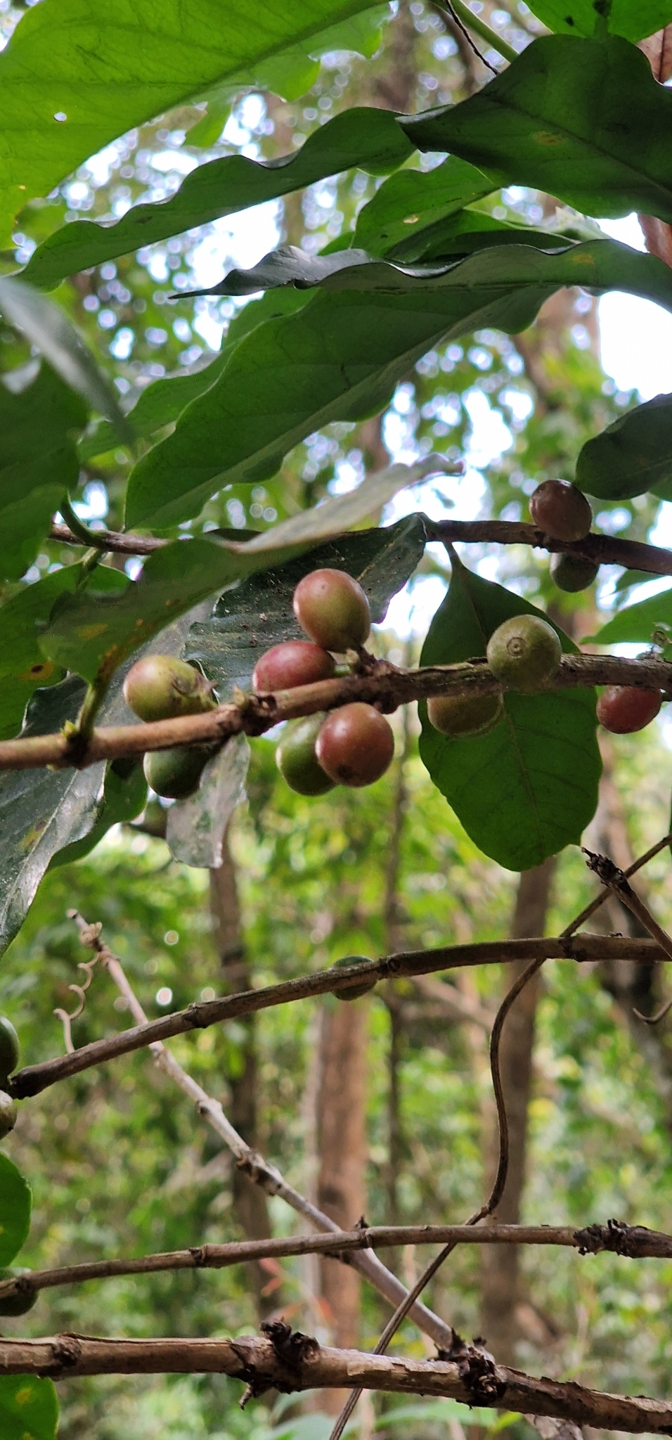 Imagem de Café