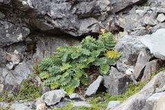 Anisotome pilifera