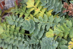 Anisotome pilifera