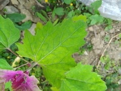 Chenopodium formosanum