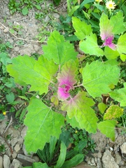 Chenopodium formosanum