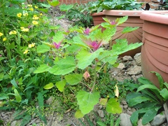 Chenopodium formosanum
