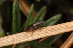 Allophylopsis