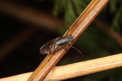 Allophylopsis