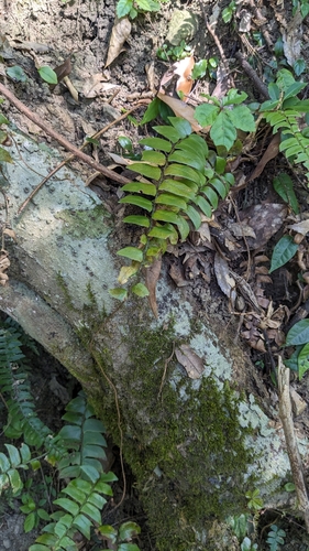 Image of Whipcord eyelash fern by (c) Cheng-Te Hsu, some rights reserved (CC BY)
