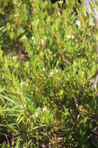Gymnosporia bachmannii, photograph 5