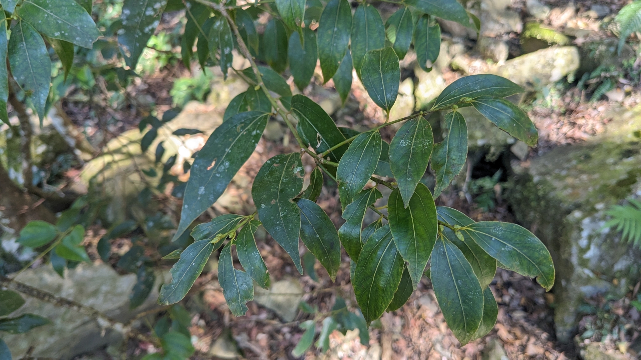 Imagem de Canela