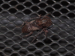 Pterolophia annulata