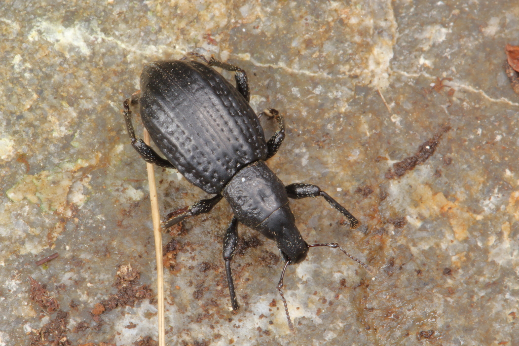 Catoptes funestus