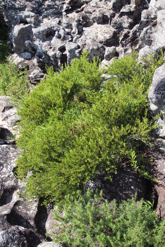 Gymnosporia bachmannii, photograph 4