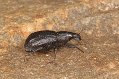 Catoptes funestus