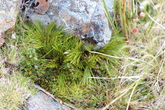 Aciphylla similis