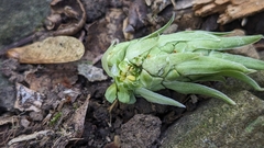Spotted Ginger (Tupistra)