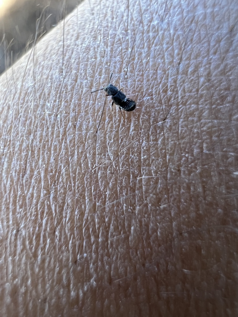 Spinylegged Rove Beetles from Fred Hesse, Jr. Community Park, Rancho