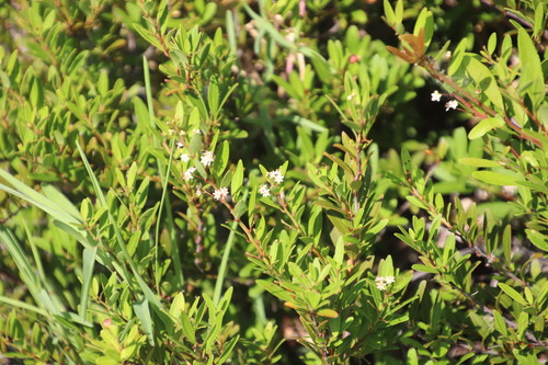 Gymnosporia bachmannii, photograph 6