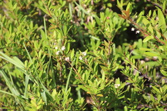 Gymnosporia bachmannii