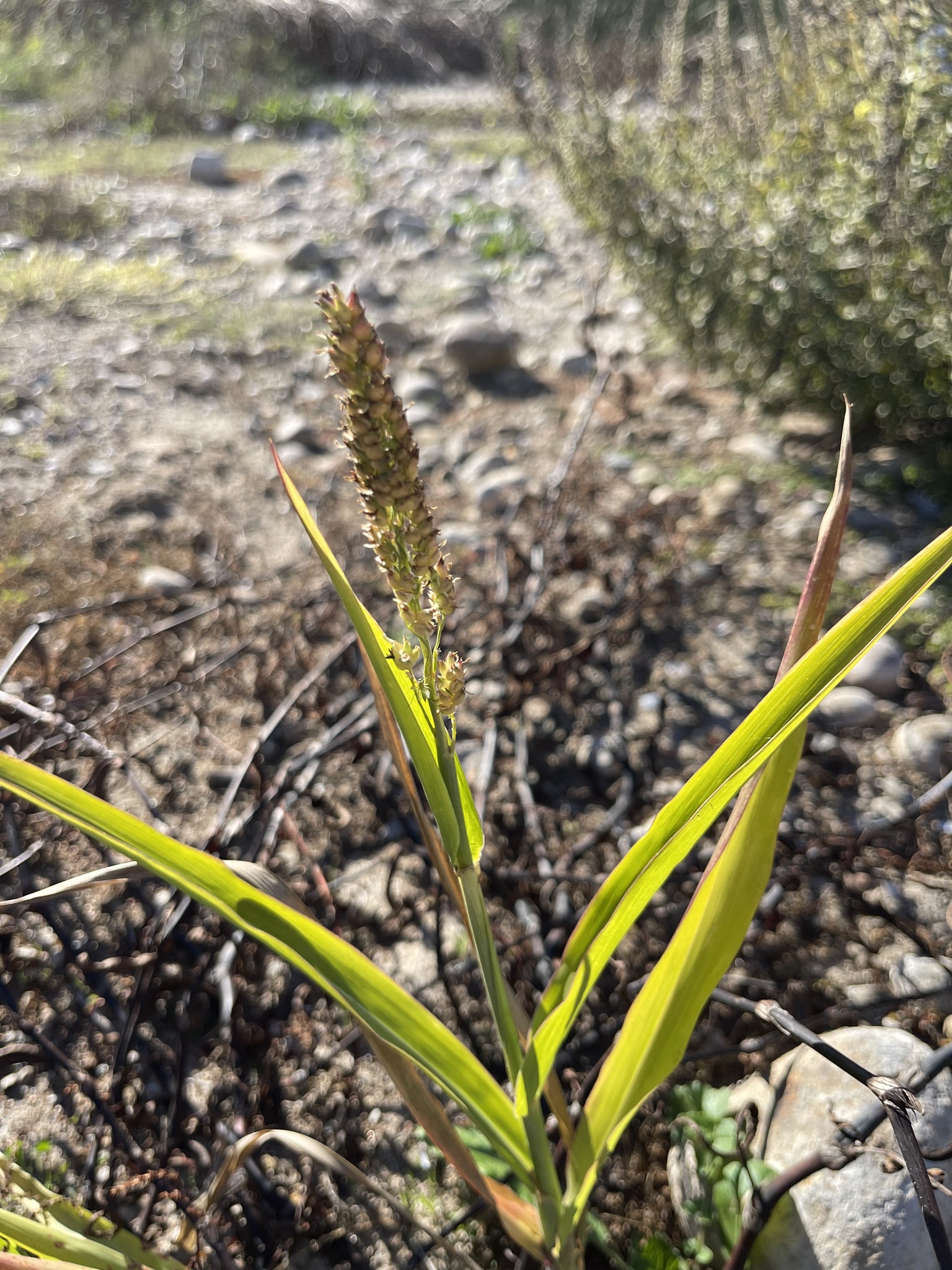 Imagem de Sorgo
