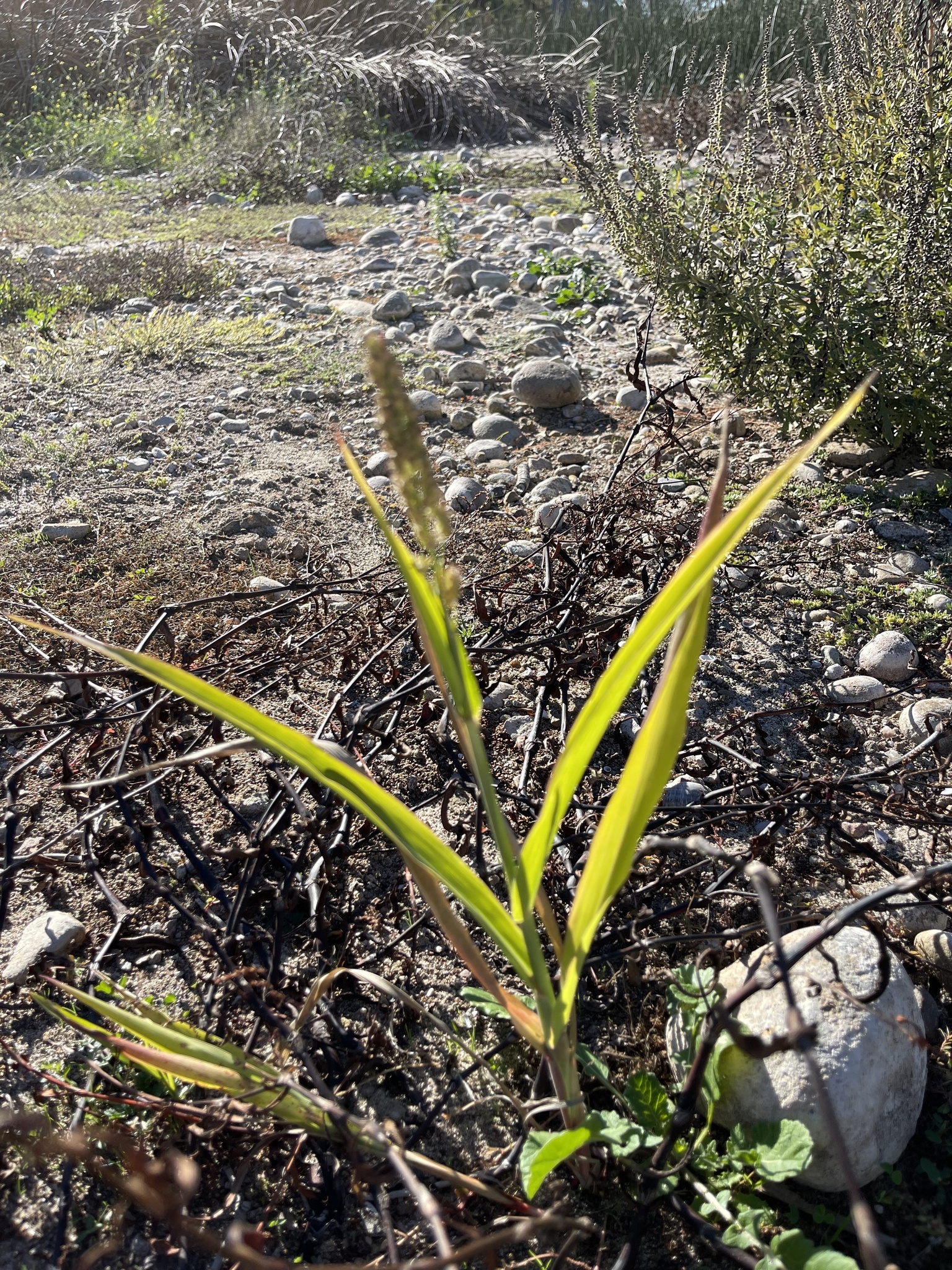 Imagem de Sorgo