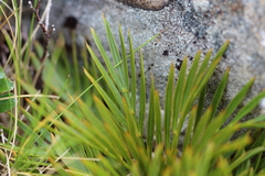 Aciphylla similis