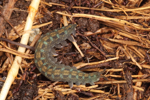 Ooperipatellus viridimaculatus (Ooperipatellus viridimaculatus)
