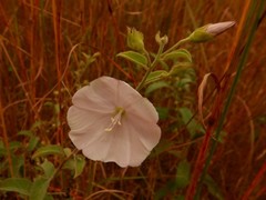 Jacquemontia browniana
