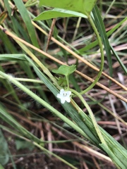 Ipomoea plebeia africana