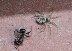 Oecobius maculatus