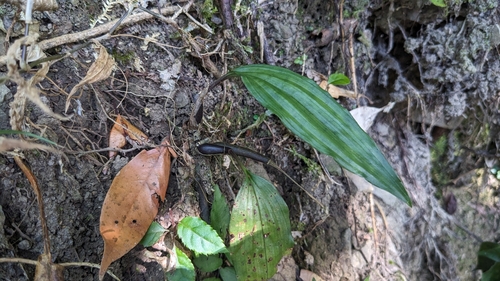 Image of Tainia dunnii by (c) Cheng-Te Hsu, some rights reserved (CC BY)