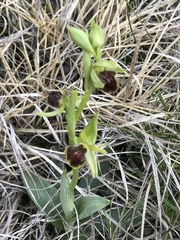 Ophrys sphegodes massiliensis
