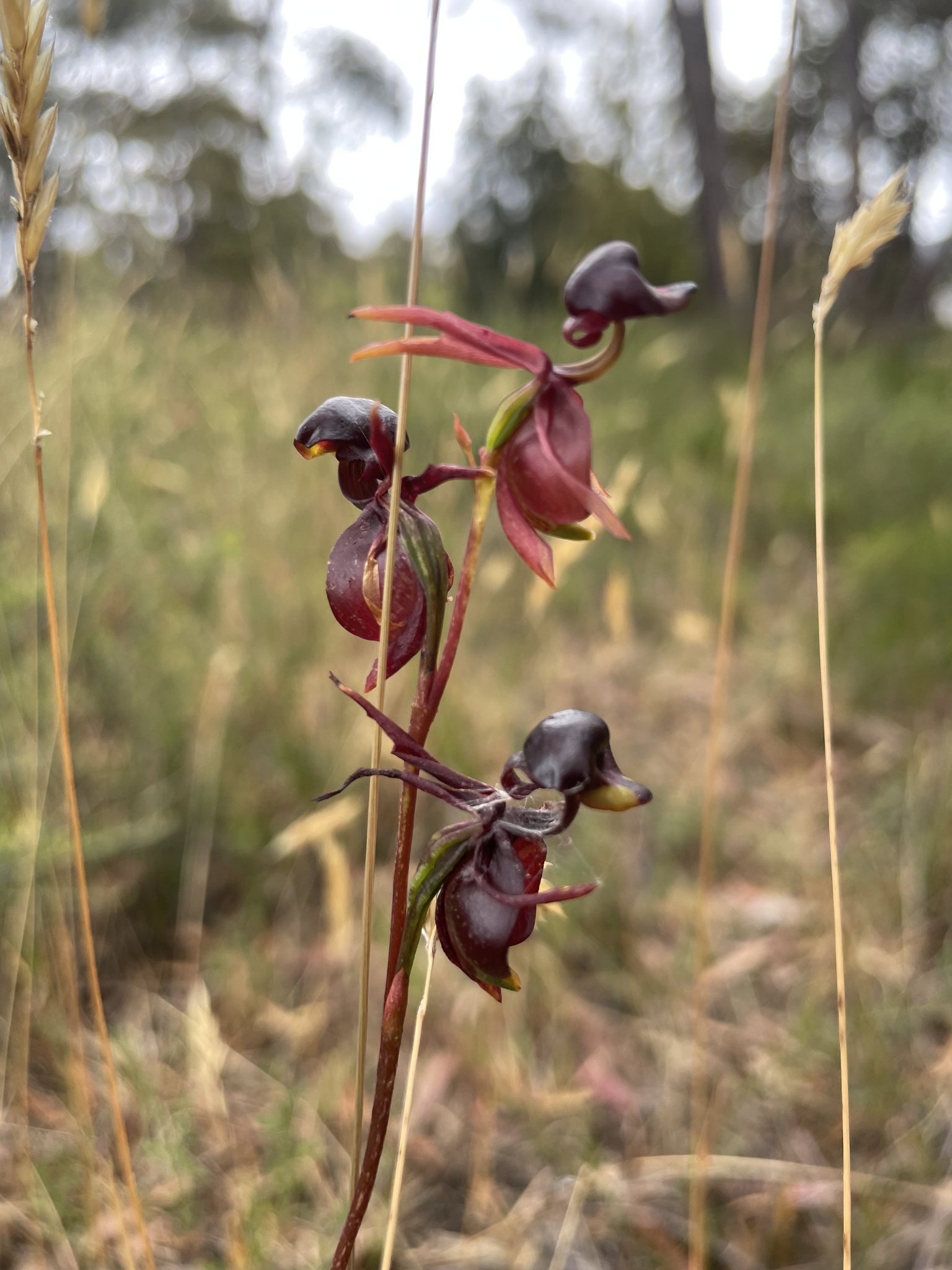 Imagem de Orquídea-pato