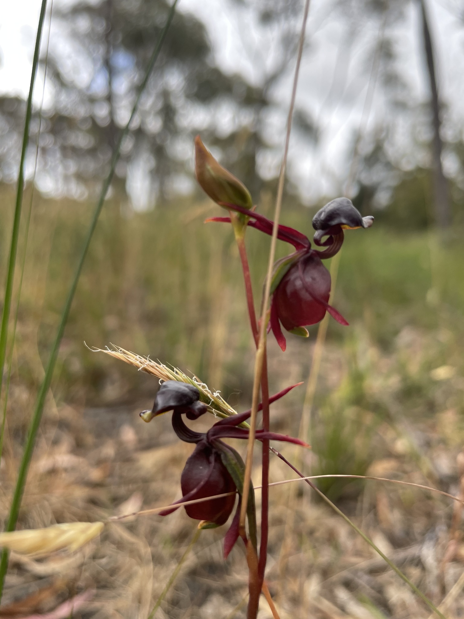 Imagem de Orquídea-pato