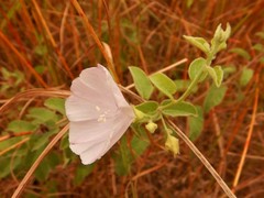 Jacquemontia browniana