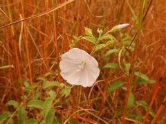 Jacquemontia browniana