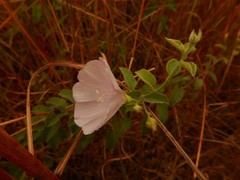 Jacquemontia browniana