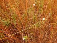 Jacquemontia browniana