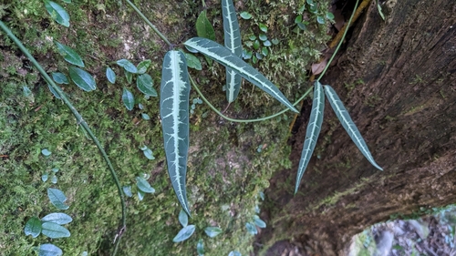 Gardneria multiflora (Gardneria multiflora)