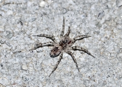 Oecobius maculatus