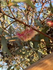 Eucalyptus torquata