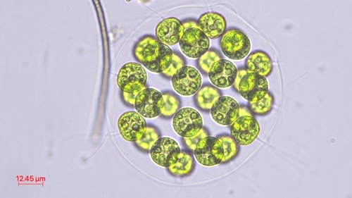 Eudorina elegans
