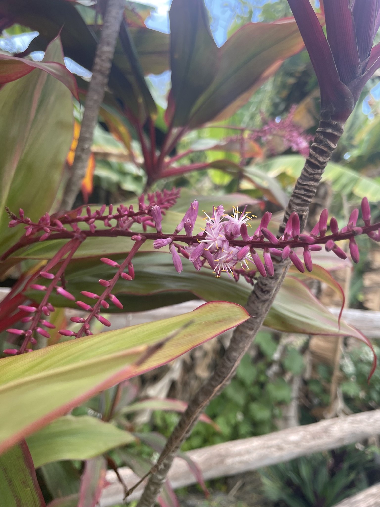 Imagem de Dracena