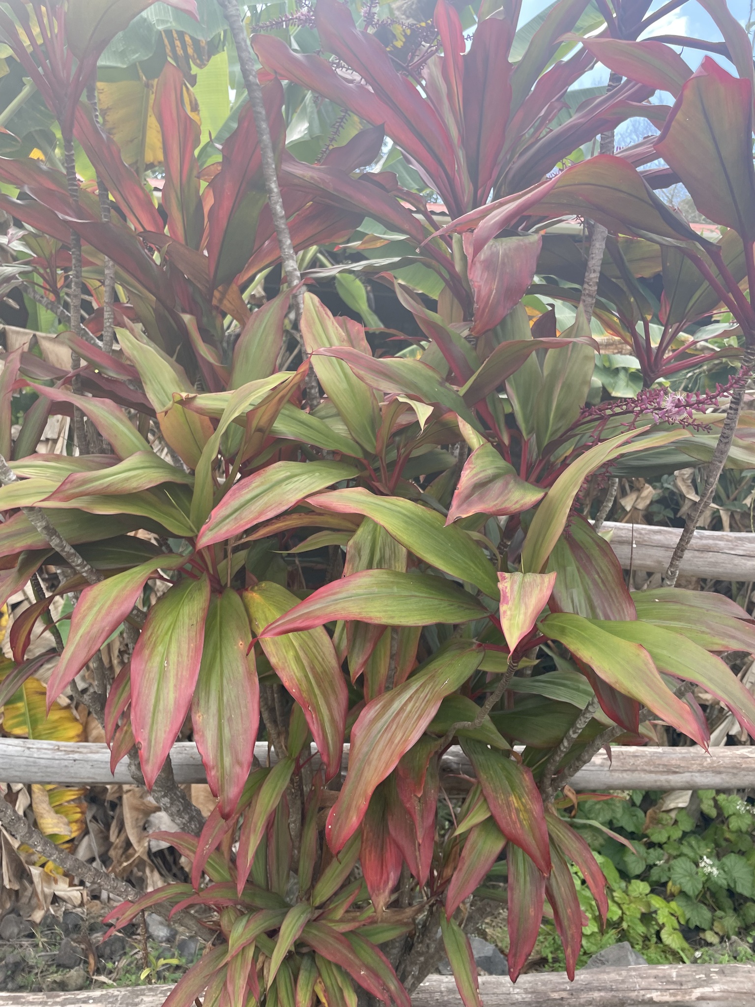 Imagem de Dracena