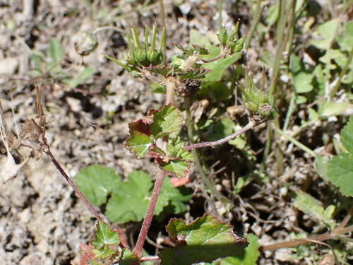 Image of Pelargonium inodorum by (c) Leon Perrie, some rights reserved (CC BY)