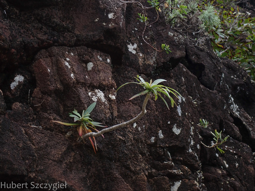 Lobelia niihauensis observed 2023-11-26