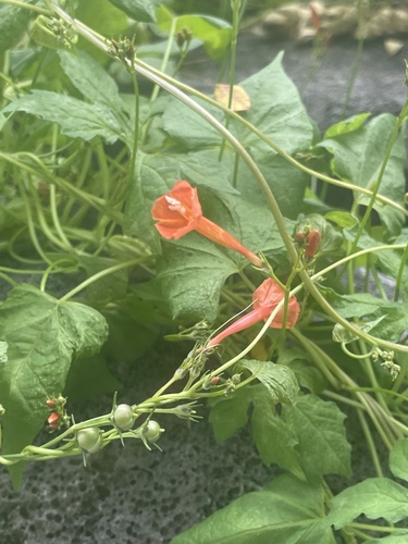 Ipomoea hederifolia observed 2024-01-05