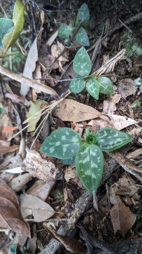 Image of Goodyera daibuzanensis by (c) Cheng-Te Hsu, some rights reserved (CC BY)