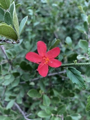 Hibiscus praeteritus