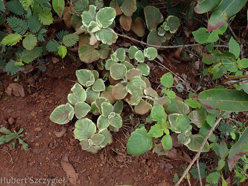 Coleus amboinicus, 2023-11-26