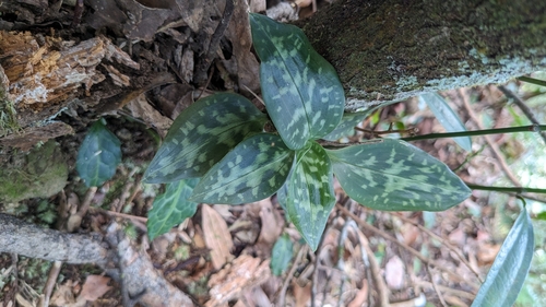 Image of Goodyera daibuzanensis by (c) Cheng-Te Hsu, some rights reserved (CC BY)