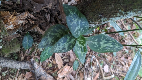 Image of Goodyera daibuzanensis by (c) Cheng-Te Hsu, some rights reserved (CC BY)